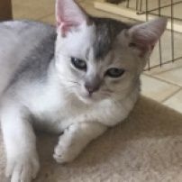 Shaded Silver American Shorthair male ready now.