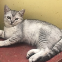 Silver Ticked Tabby American Shorthair female ready to go now.