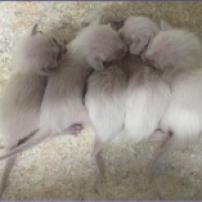Lilac Pt. and Blue Pt. Siamese and Balinese Kittens ready in 16 weeks 1 girl 3 boys